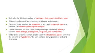  Basically, the skin is comprised of two layers that cover a third fatty layer.
 These three layers differ in function, thickness, and strength.
 The outer layer is called the epidermis; it is a tough protective layer that
contains the melanin-producing melanocytes.
 The second layer (located under the epidermis) is called the dermis; it
contains nerve endings, sweat glands, oil glands, and hair follicles.
 Under these two skin layers is a fatty layer of subcutaneous tissue, known as
the subcutis or hypodermis. The skin contains many specialized cells and
structures:
 