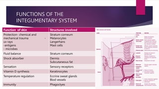 FUNCTIONS OF THE
INTEGUMENTARY SYSTEM
Function of skin Structures involved
Protection- chemical and
mechanical trauma -
uv rays
-antigens
- microbes
Stratum corneum
Melanocytes
Langerhans
Mast cells
Fluid balance Stratum corneum
Shock absorber Dermis
Subcutaneous fat
Sensation Sensory receptors
Vitamin D synthesis Keratinocytes
Temperature regulation Eccrine sweat glands
Blod vessels
Immunity Phagoctyes
 