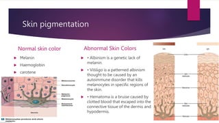 Skin pigmentation
Normal skin color
 Melanin
 Haemoglobin
 carotene
Abnormal Skin Colors
 • Albinism is a genetic lack of
melanin.
 • Vitiligo is a patterned albinism
thought to be caused by an
autoimmune disorder that kills
melanocytes in specific regions of
the skin.
 • Hematoma is a bruise caused by
clotted blood that escaped into the
connective tissue of the dermis and
hypodermis.
 
