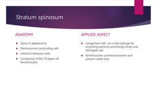 Stratum spinosum
ANATOMY
 Spiny in appearance
 Desmosomsis protruding cell
 Interlock between cells
 Composed of 8to 10 layers of
keratinocytes
APPLIED ASPECT
 Langerhans cell –as a macrophage by
engulfing bacteria and foreign body and
damaged cell.
 Keratinocytes synthesise keratin and
prevent water loss
 
