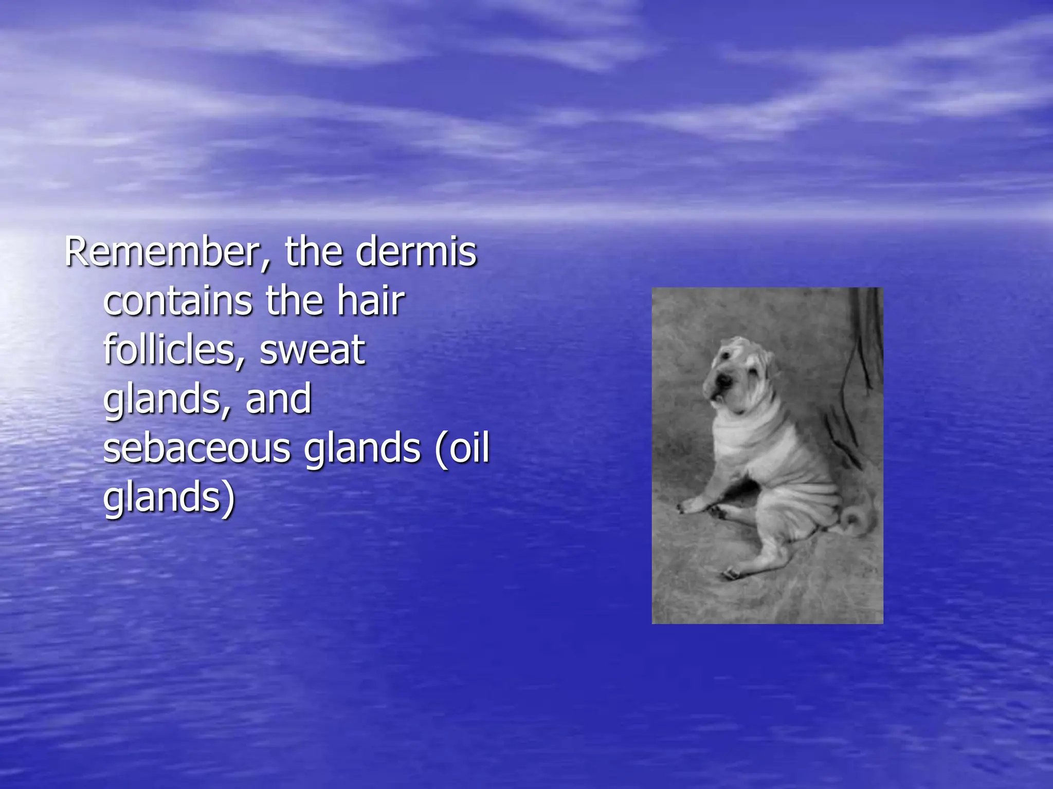 Remember, the dermis
contains the hair
follicles, sweat
glands, and
sebaceous glands (oil
glands)
 