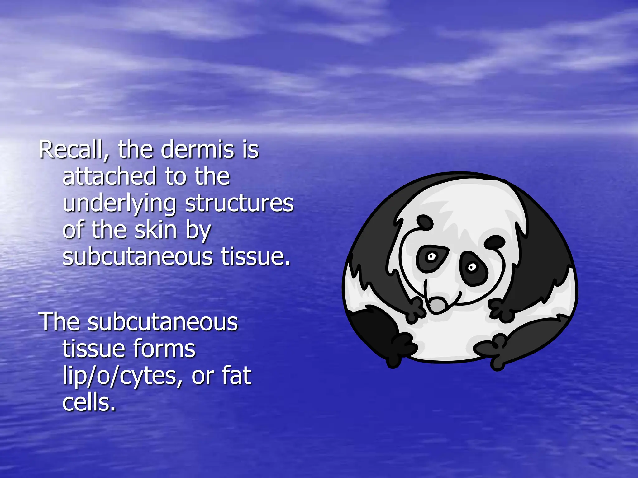 Recall, the dermis is
attached to the
underlying structures
of the skin by
subcutaneous tissue.
The subcutaneous
tissue forms
lip/o/cytes, or fat
cells.
 