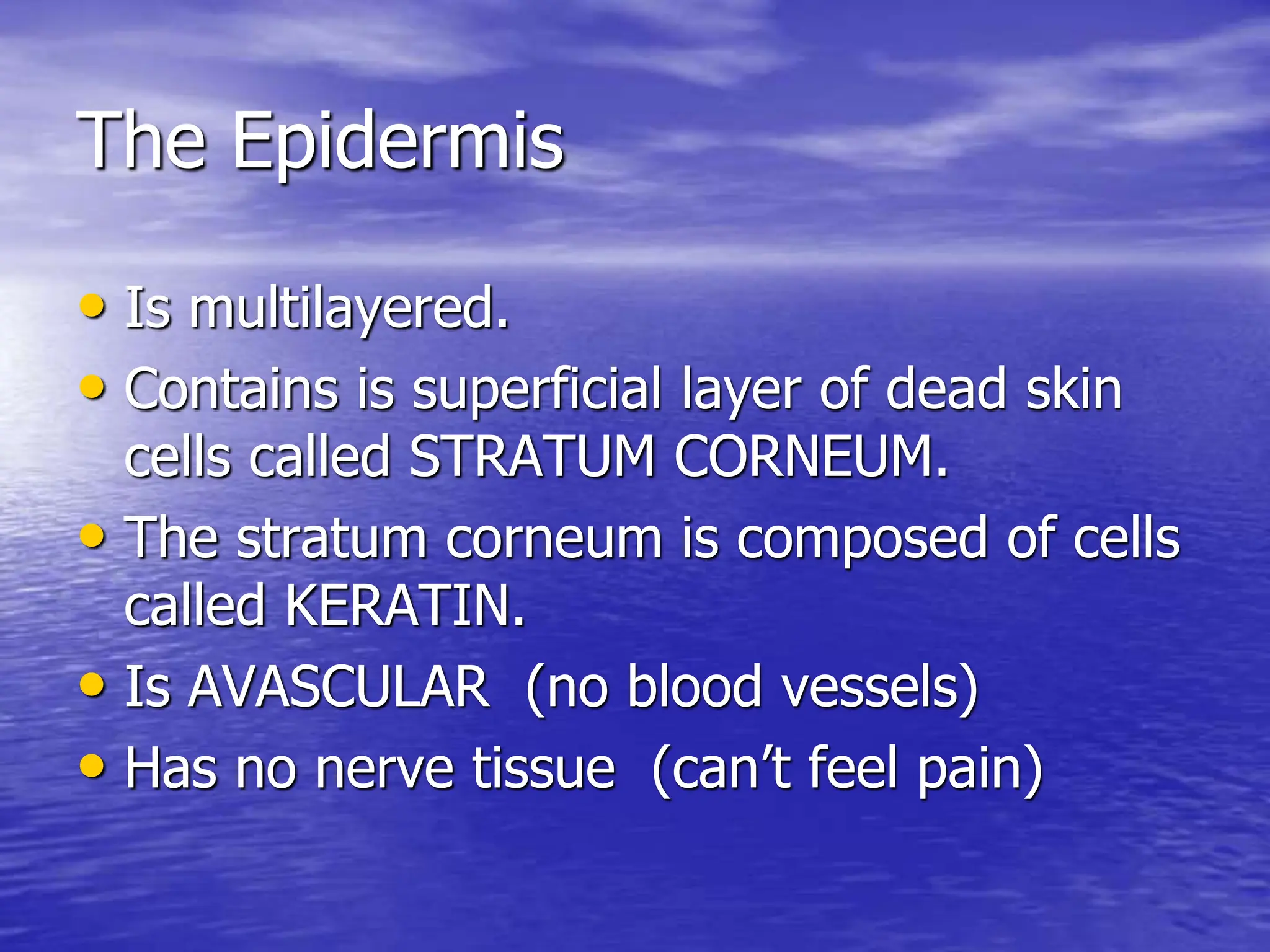 The Epidermis
• Is multilayered.
• Contains is superficial layer of dead skin
cells called STRATUM CORNEUM.
• The stratum corneum is composed of cells
called KERATIN.
• Is AVASCULAR (no blood vessels)
• Has no nerve tissue (can’t feel pain)
 