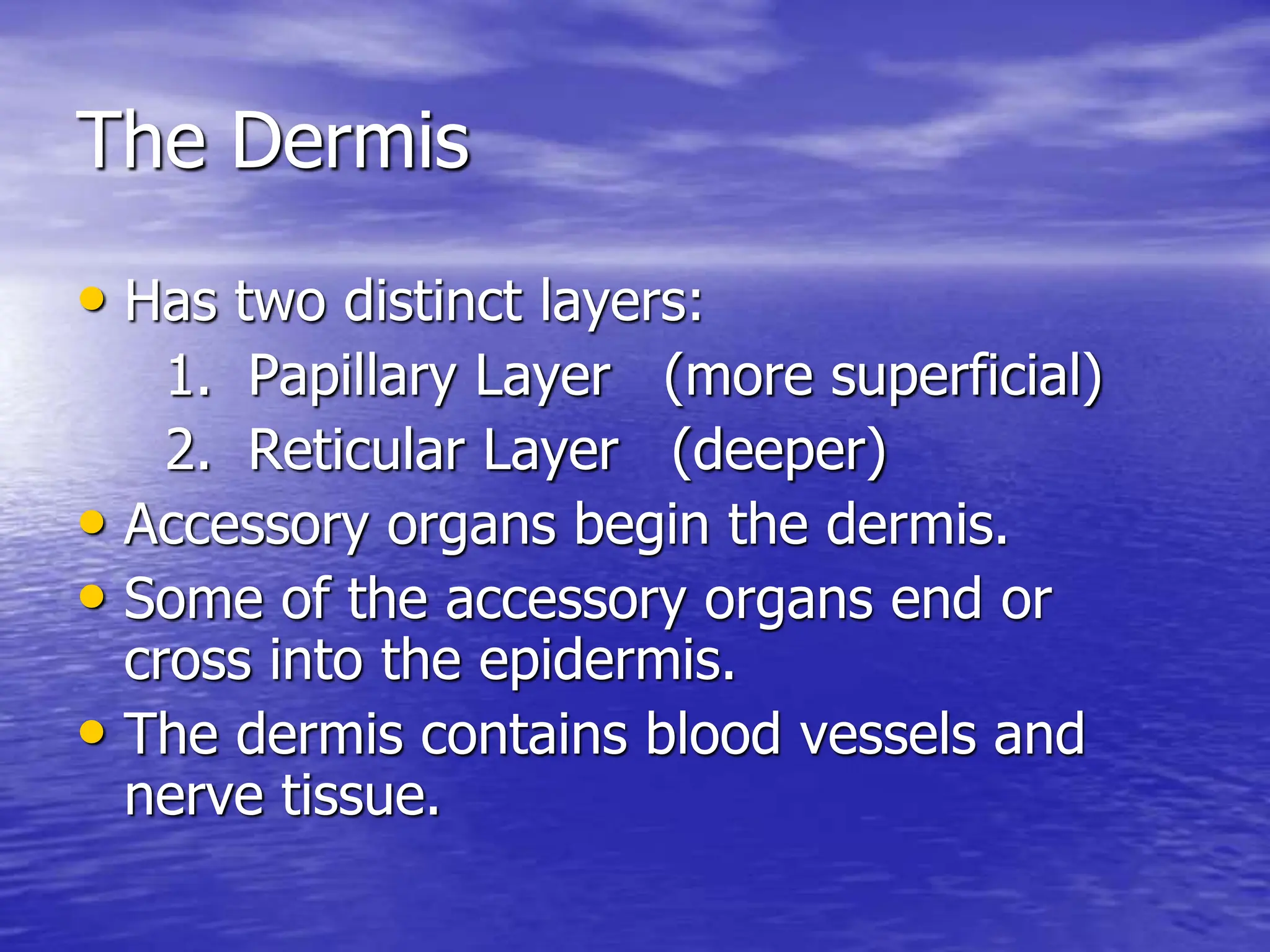 The Dermis
• Has two distinct layers:
1. Papillary Layer (more superficial)
2. Reticular Layer (deeper)
• Accessory organs begin the dermis.
• Some of the accessory organs end or
cross into the epidermis.
• The dermis contains blood vessels and
nerve tissue.
 