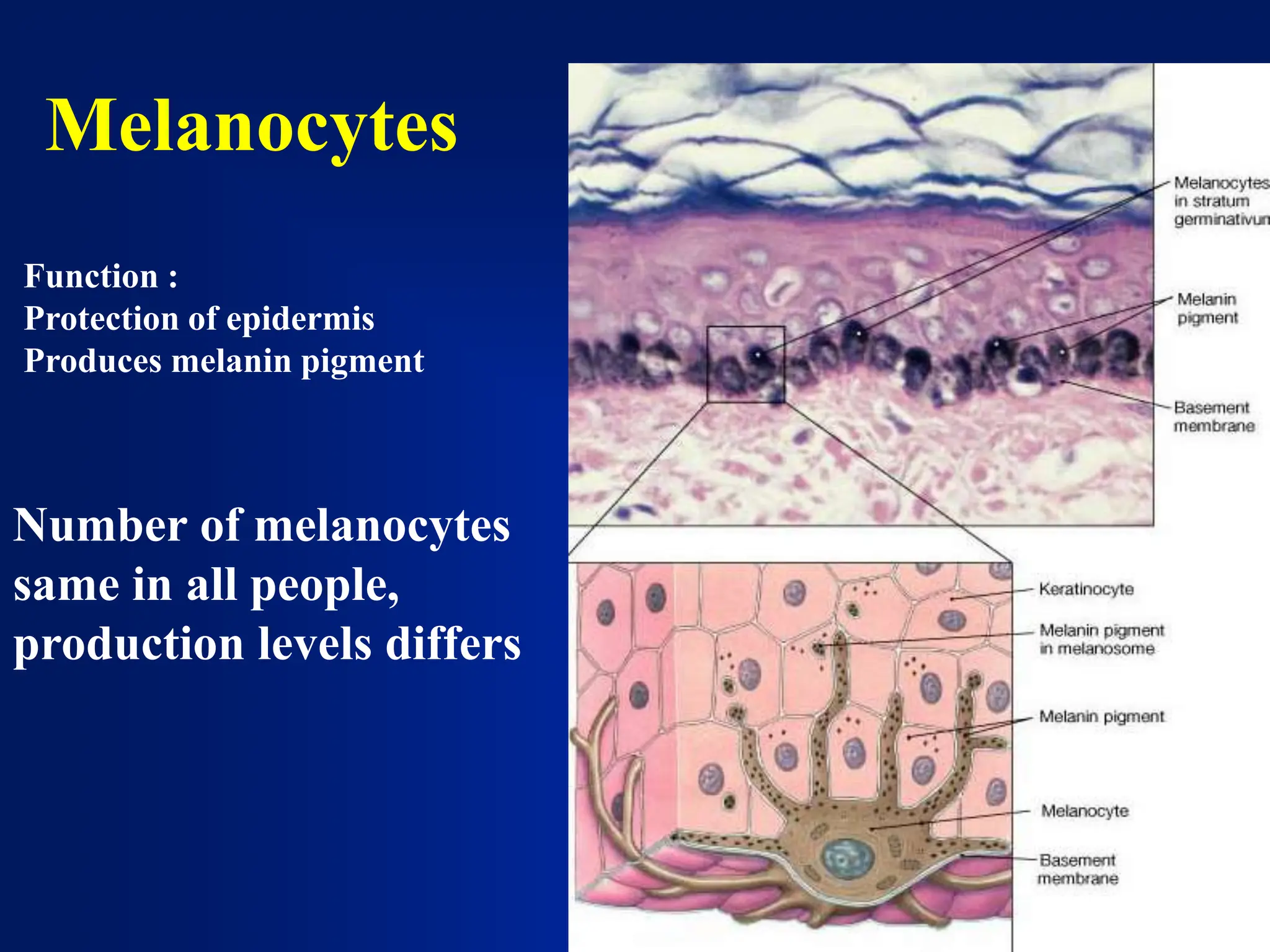 Integumentary System anatomy and physiology | PPT