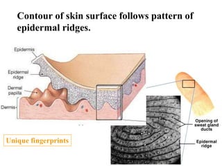 Parallel Ridges Integumentary System anatomy and physiology | PPT