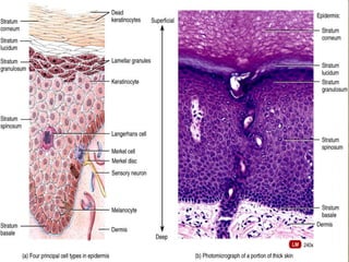 Integumentary System.pdf with physiology and anatomy | PDF