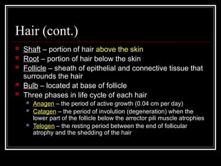 integumentary system.pptx. . | PPTX