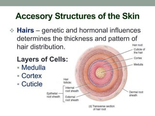 Integumentary System (Human Anatomy and Physiology) | PDF
