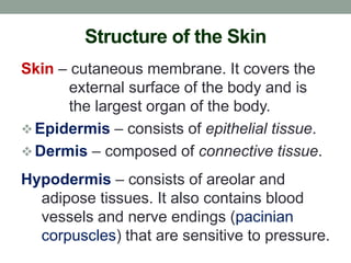 Integumentary System (Human Anatomy and Physiology) | PDF