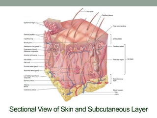 Integumentary System (Human Anatomy and Physiology) | PDF