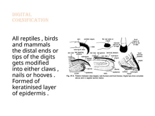 Cornification Process Integumentary System & Its Derivatives.pptx