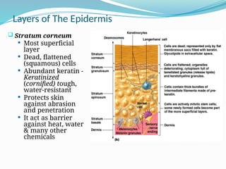 Integumentary System.pptx, Function and structure of skin | PPTX
