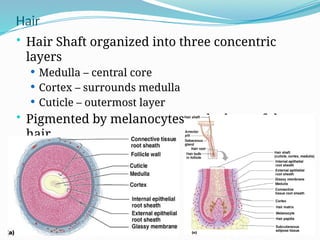 Integumentary System.pptx, Function and structure of skin | PPTX