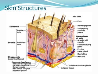 Integumentary System.pptx, Function and structure of skin | PPTX