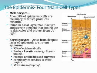Integumentary System.pptx, Function and structure of skin | PPTX