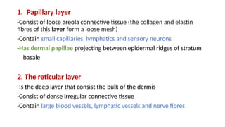 Integumentary System-.pptx human anatomy | PPTX