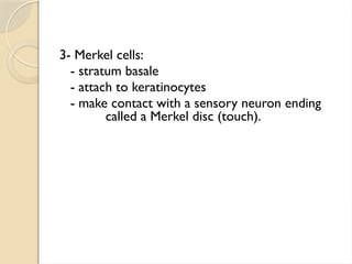 INTEGUMENTARY SYSTEM -skin epithelial layers by komal najam | PPTX