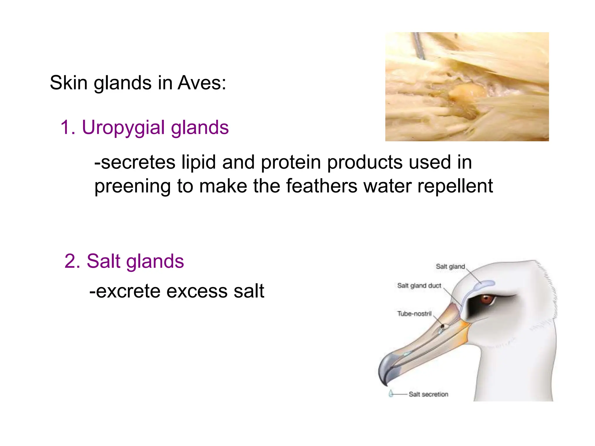 Comparative anatomy of Integumentary System | PPT