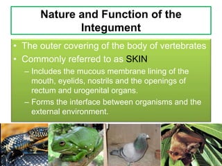Integumentos Comparative anatomy of Integumentary System | PPT