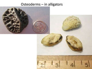Osteoderms Comparative anatomy of Integumentary System | PPT