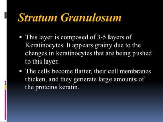 Stratum Granulosum
▪ This layer is composed of 3-5 layers of
Keratinocytes. It appears grainy due to the
changes in keratinocytes that are being pushed
to this layer.
▪ The cells become flatter, their cell membranes
thicken, and they generate large amounts of
the proteins keratin.
 