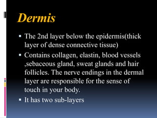 Dermis
▪ The 2nd layer below the epidermis(thick
layer of dense connective tissue)
▪ Contains collagen, elastin, blood vessels
,sebaceous gland, sweat glands and hair
follicles. The nerve endings in the dermal
layer are responsible for the sense of
touch in your body.
▪ It has two sub-layers
 