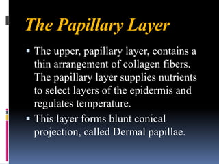 The Papillary Layer
▪ The upper, papillary layer, contains a
thin arrangement of collagen fibers.
The papillary layer supplies nutrients
to select layers of the epidermis and
regulates temperature.
▪ This layer forms blunt conical
projection, called Dermal papillae.
 