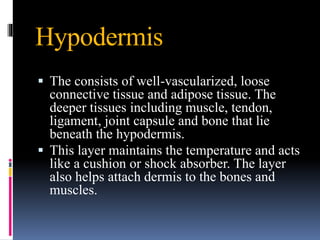 Hypodermis
▪ The consists of well-vascularized, loose
connective tissue and adipose tissue. The
deeper tissues including muscle, tendon,
ligament, joint capsule and bone that lie
beneath the hypodermis.
▪ This layer maintains the temperature and acts
like a cushion or shock absorber. The layer
also helps attach dermis to the bones and
muscles.
 