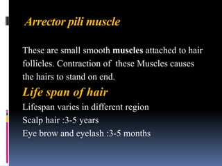 Arrector pili muscle
These are small smooth muscles attached to hair
follicles. Contraction of these Muscles causes
the hairs to stand on end.
Life span of hair
Lifespan varies in different region
Scalp hair :3-5 years
Eye brow and eyelash :3-5 months
 