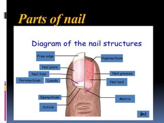 Parts of nail
 