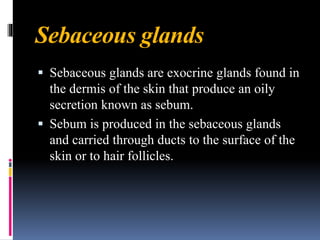 Sebaceous glands
▪ Sebaceous glands are exocrine glands found in
the dermis of the skin that produce an oily
secretion known as sebum.
▪ Sebum is produced in the sebaceous glands
and carried through ducts to the surface of the
skin or to hair follicles.
 