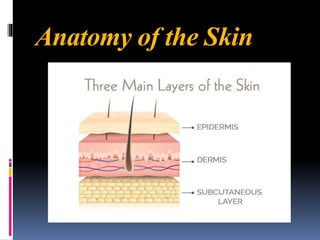 Anatomy of the Skin
 