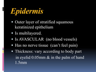 Epidermis
▪ Outer layer of stratified squamous
keratinized epithelium
▪ Is multilayered.
▪ Is AVASCULAR (no blood vessels)
▪ Has no nerve tissue (can’t feel pain)
▪ Thickness: vary according to body part
in eyelid 0.05mm & in the palm of hand
1.5mm
 