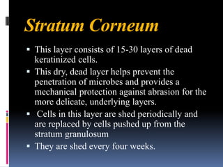 Stratum Corneum
▪ This layer consists of 15-30 layers of dead
keratinized cells.
▪ This dry, dead layer helps prevent the
penetration of microbes and provides a
mechanical protection against abrasion for the
more delicate, underlying layers.
▪ Cells in this layer are shed periodically and
are replaced by cells pushed up from the
stratum granulosum
▪ They are shed every four weeks.
 