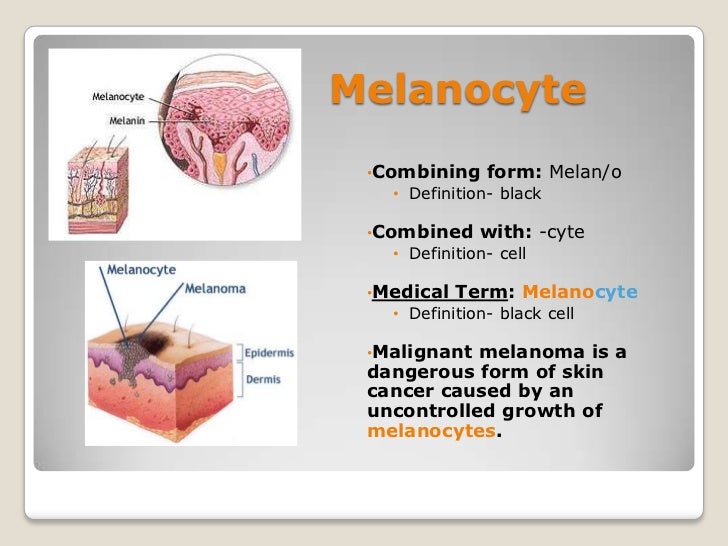 integumentary system julia higgins what is a combining form meaning skin
