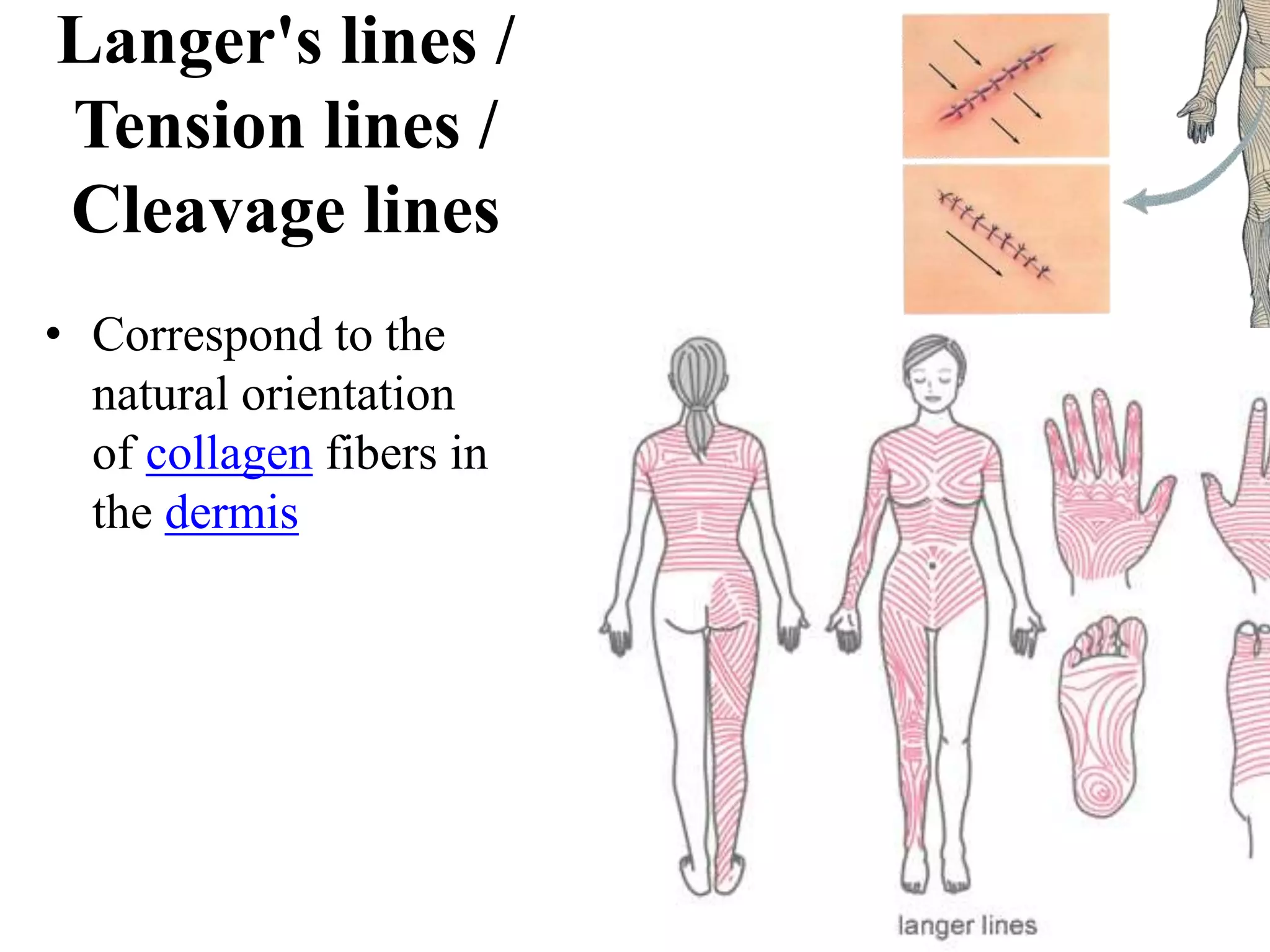 Integumentary system -mbbs.pptx