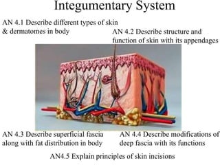 Integumentary System
AN 4.1 Describe different types of skin
& dermatomes in body AN 4.2 Describe structure and
function of skin with its appendages
AN 4.3 Describe superficial fascia
along with fat distribution in body
AN 4.4 Describe modifications of
deep fascia with its functions
AN4.5 Explain principles of skin incisions
 