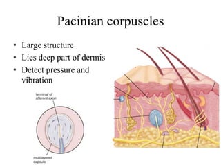 Pacinian corpuscles
• Large structure
• Lies deep part of dermis
• Detect pressure and
vibration
 