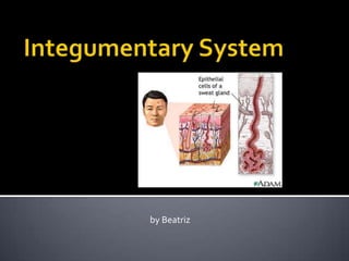 Integumentary System by Beatriz 