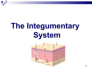 1
The Integumentary
System
 