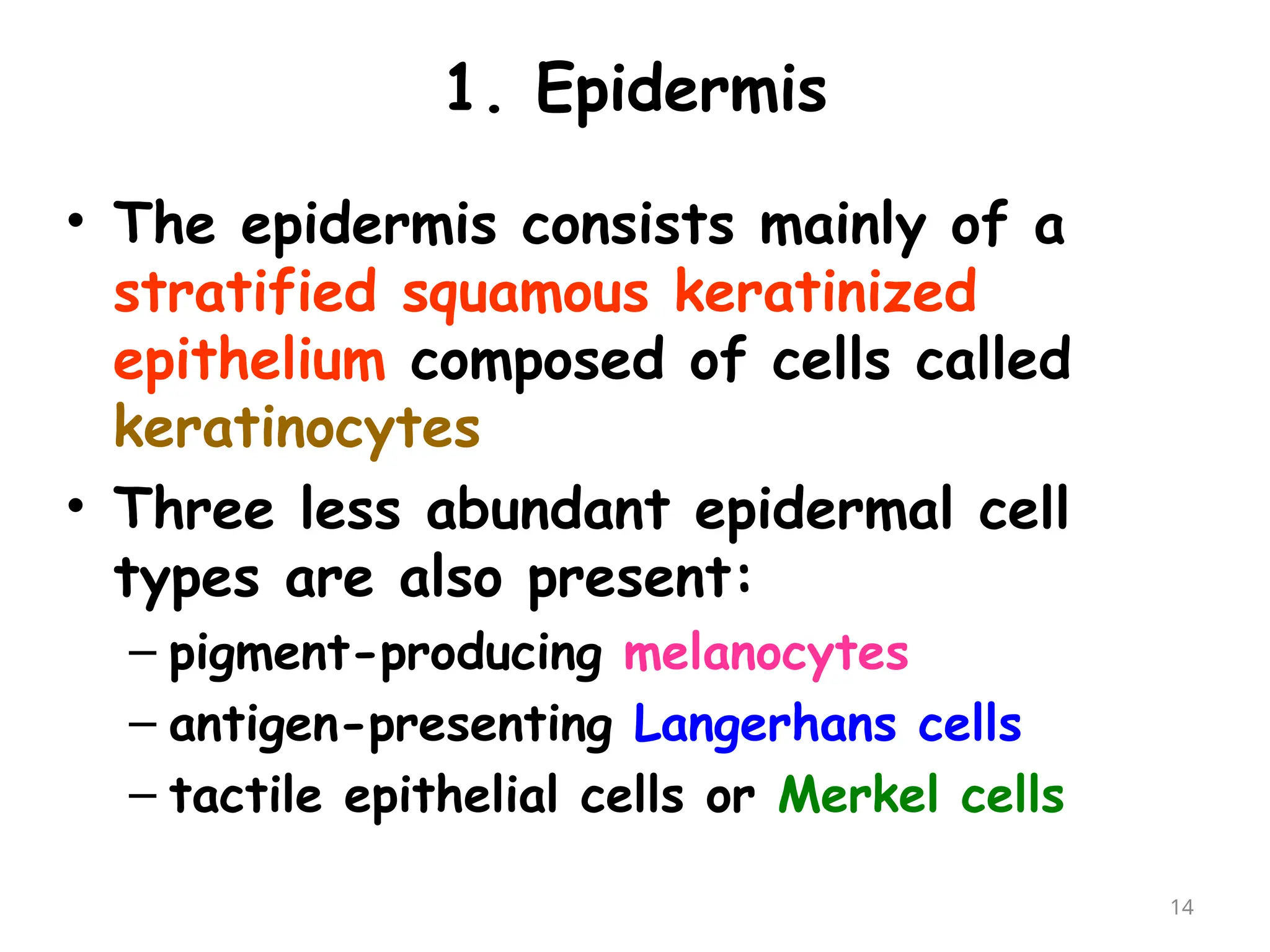 1. Epidermis
• The epidermis consists mainly of a
stratified squamous keratinized
epithelium composed of cells called
keratinocytes
• Three less abundant epidermal cell
types are also present:
– pigment-producing melanocytes
– antigen-presenting Langerhans cells
– tactile epithelial cells or Merkel cells
14
 