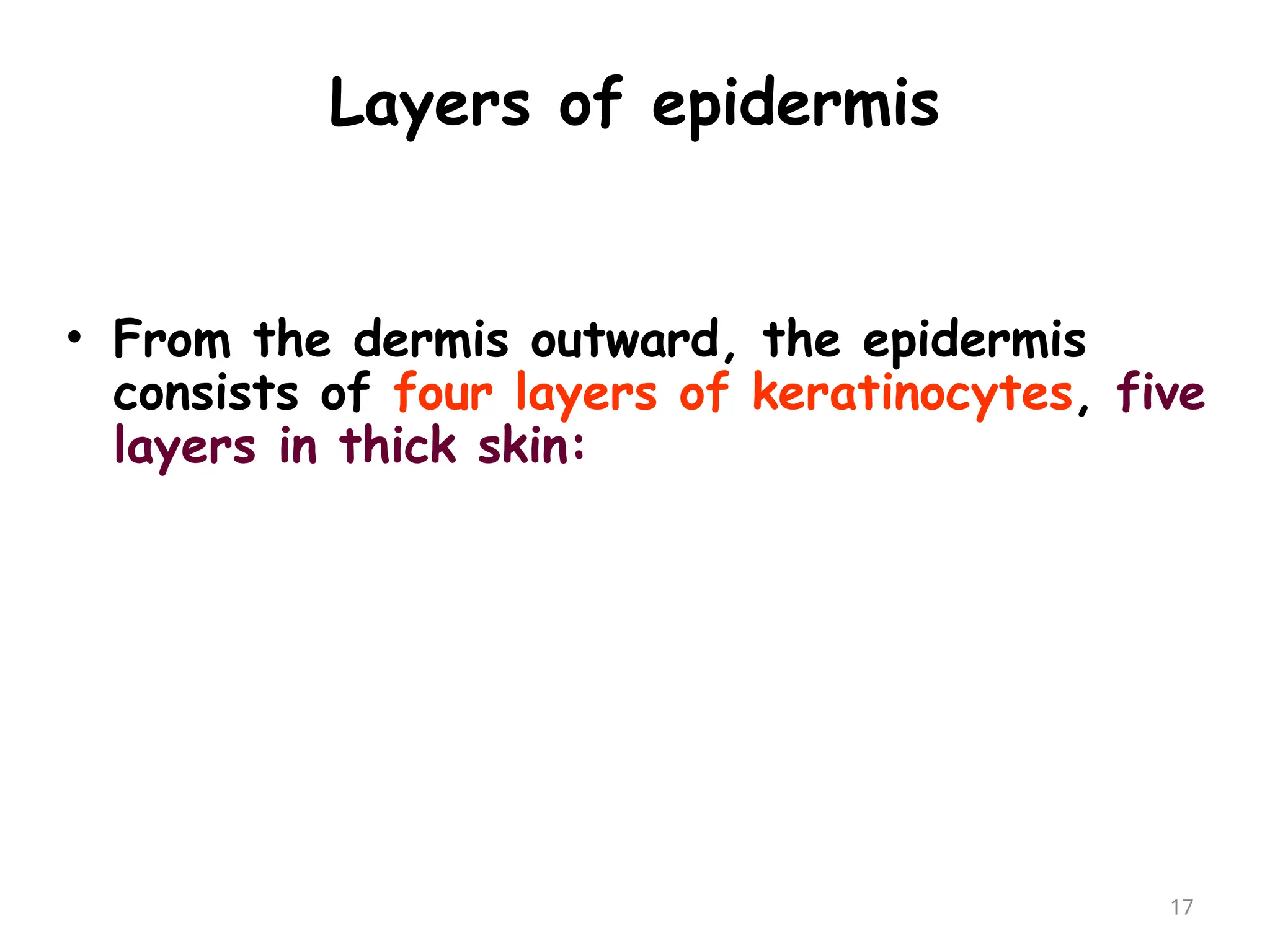 Layers of epidermis
17
• From the dermis outward, the epidermis
consists of four layers of keratinocytes, five
layers in thick skin:
 