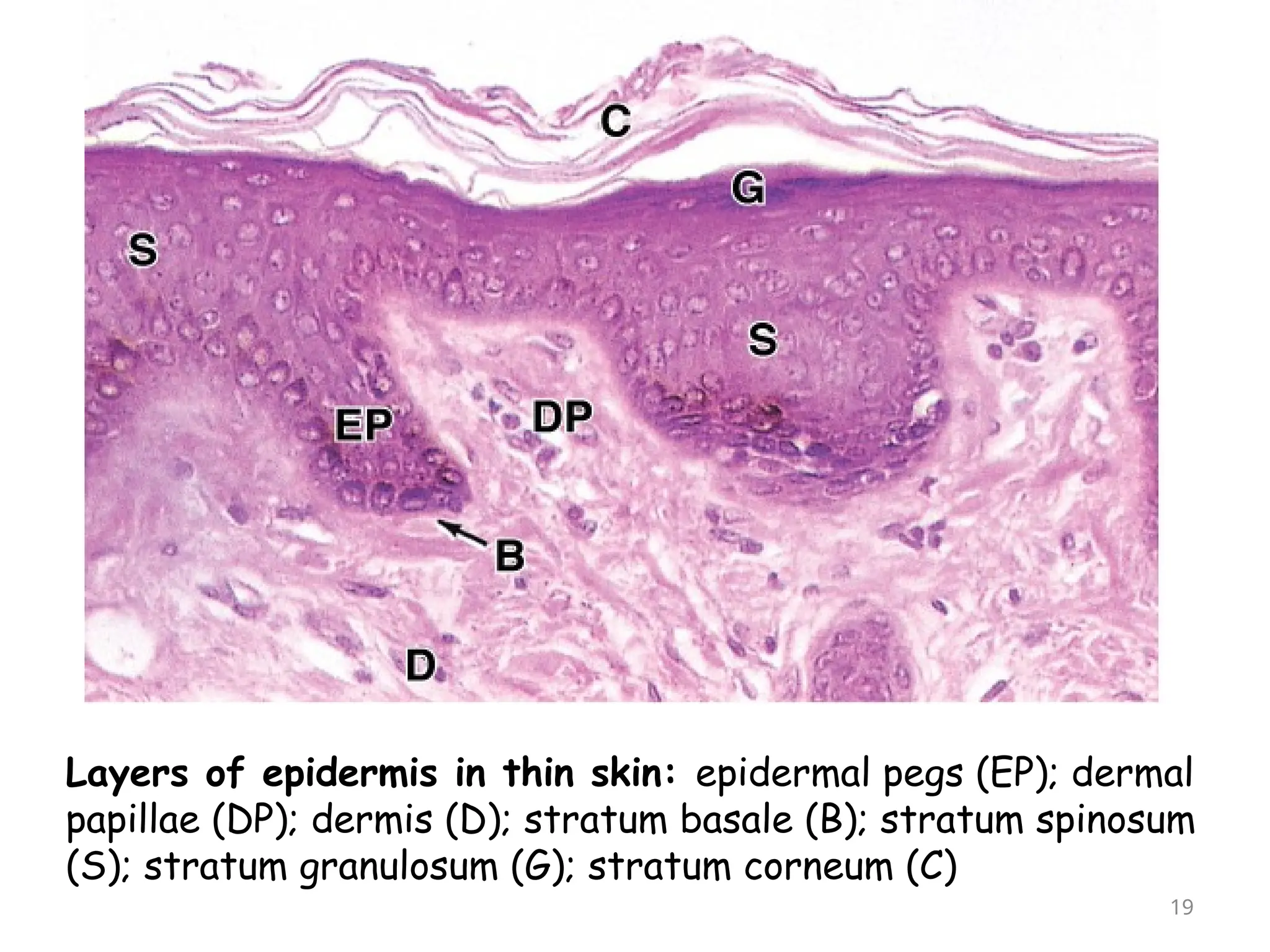 Layers of epidermis in thin skin: epidermal pegs (EP); dermal
papillae (DP); dermis (D); stratum basale (B); stratum spinosum
(S); stratum granulosum (G); stratum corneum (C)
19
 
