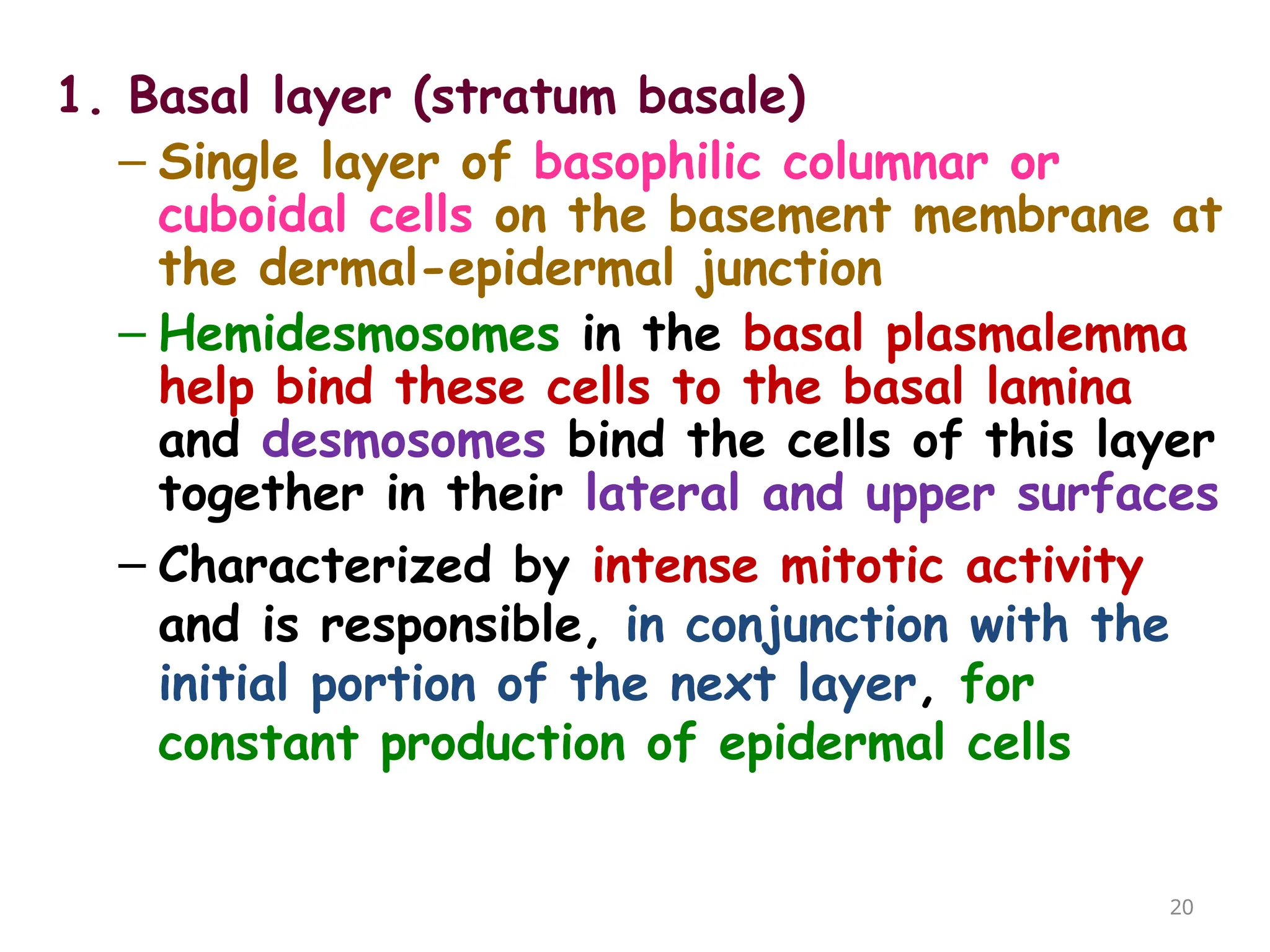 1. Basal layer (stratum basale)
– Single layer of basophilic columnar or
cuboidal cells on the basement membrane at
the dermal-epidermal junction
– Hemidesmosomes in the basal plasmalemma
help bind these cells to the basal lamina
and desmosomes bind the cells of this layer
together in their lateral and upper surfaces
– Characterized by intense mitotic activity
and is responsible, in conjunction with the
initial portion of the next layer, for
constant production of epidermal cells
20
 