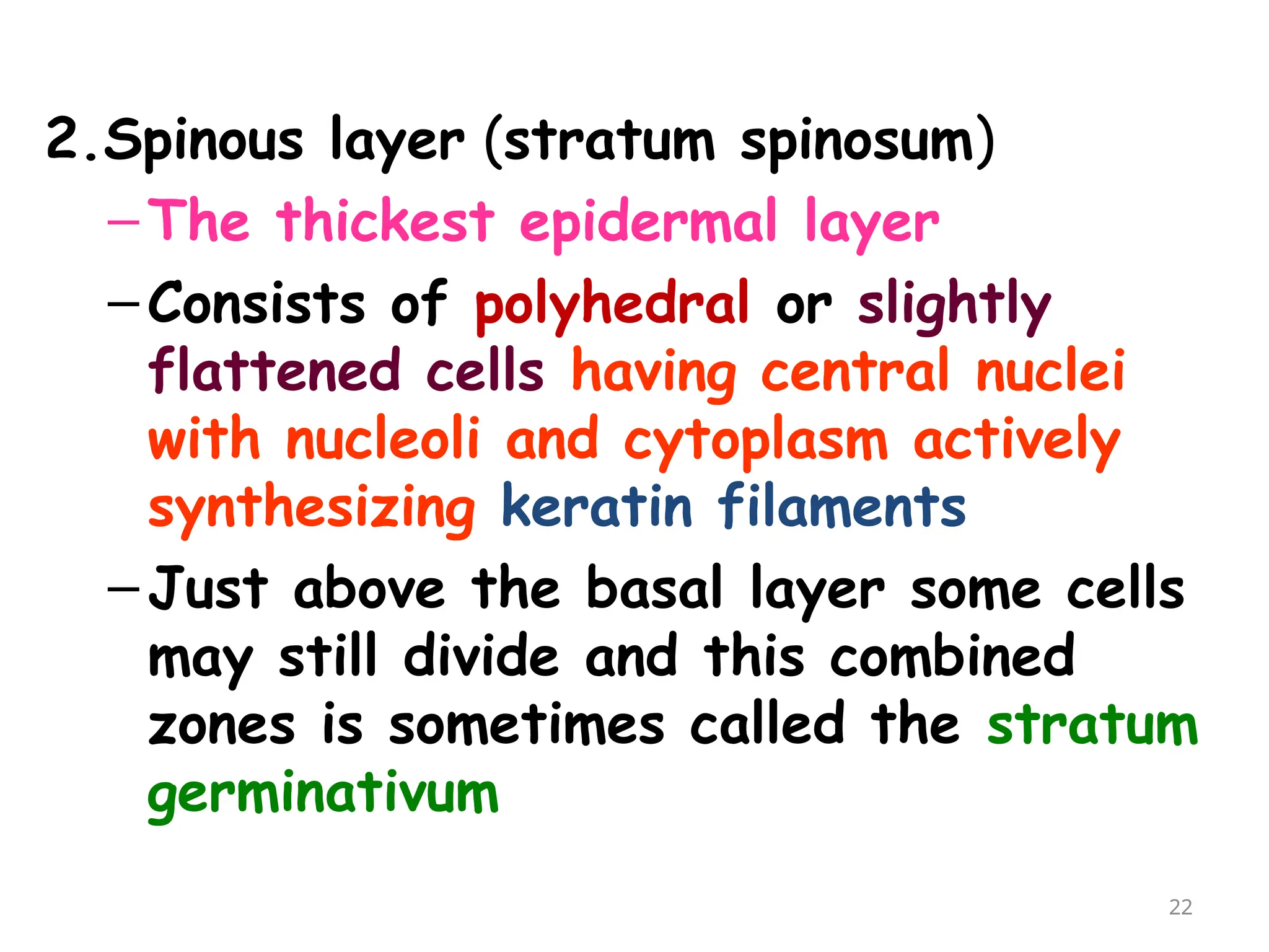 2.Spinous layer (stratum spinosum)
–The thickest epidermal layer
–Consists of polyhedral or slightly
flattened cells having central nuclei
with nucleoli and cytoplasm actively
synthesizing keratin filaments
–Just above the basal layer some cells
may still divide and this combined
zones is sometimes called the stratum
germinativum
22
 