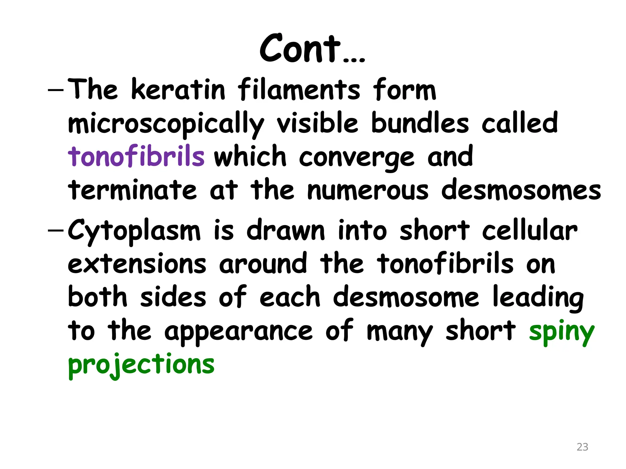 Cont…
–The keratin filaments form
microscopically visible bundles called
tonofibrils which converge and
terminate at the numerous desmosomes
–Cytoplasm is drawn into short cellular
extensions around the tonofibrils on
both sides of each desmosome leading
to the appearance of many short spiny
projections
23
 