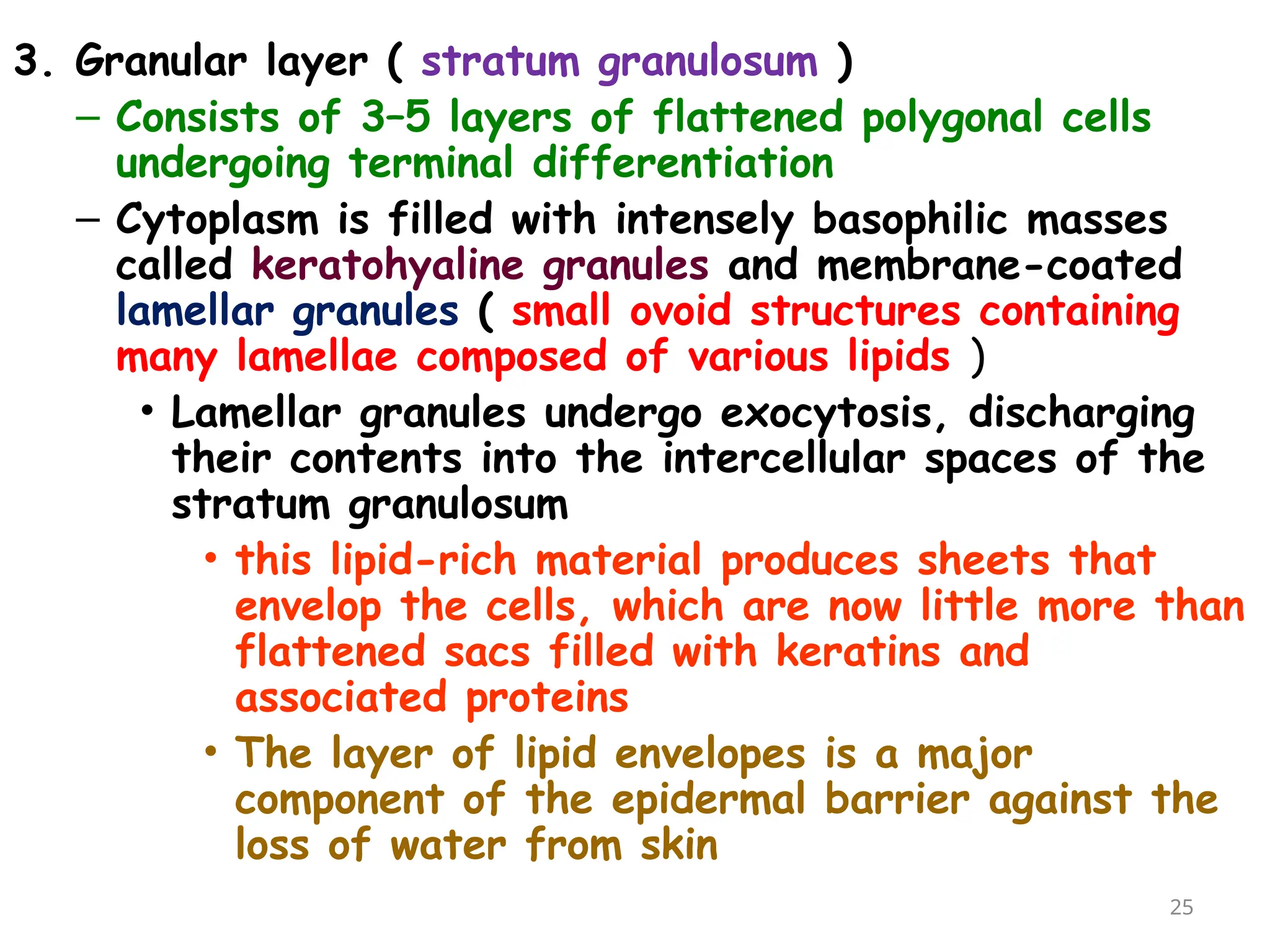3. Granular layer ( stratum granulosum )
– Consists of 3–5 layers of flattened polygonal cells
undergoing terminal differentiation
– Cytoplasm is filled with intensely basophilic masses
called keratohyaline granules and membrane-coated
lamellar granules ( small ovoid structures containing
many lamellae composed of various lipids )
• Lamellar granules undergo exocytosis, discharging
their contents into the intercellular spaces of the
stratum granulosum
• this lipid-rich material produces sheets that
envelop the cells, which are now little more than
flattened sacs filled with keratins and
associated proteins
• The layer of lipid envelopes is a major
component of the epidermal barrier against the
loss of water from skin
25
 