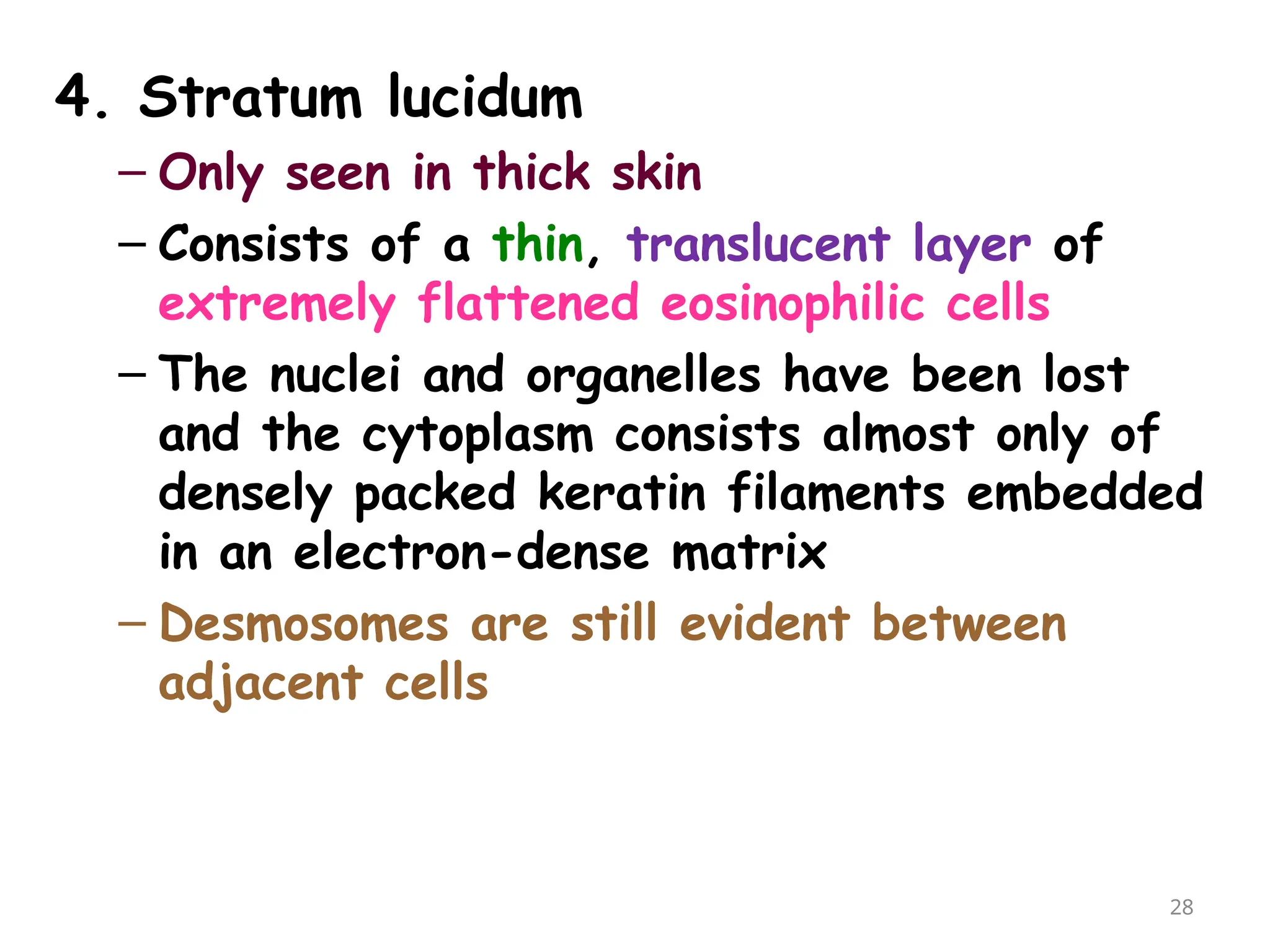 4. Stratum lucidum
– Only seen in thick skin
– Consists of a thin, translucent layer of
extremely flattened eosinophilic cells
– The nuclei and organelles have been lost
and the cytoplasm consists almost only of
densely packed keratin filaments embedded
in an electron-dense matrix
– Desmosomes are still evident between
adjacent cells
28
 