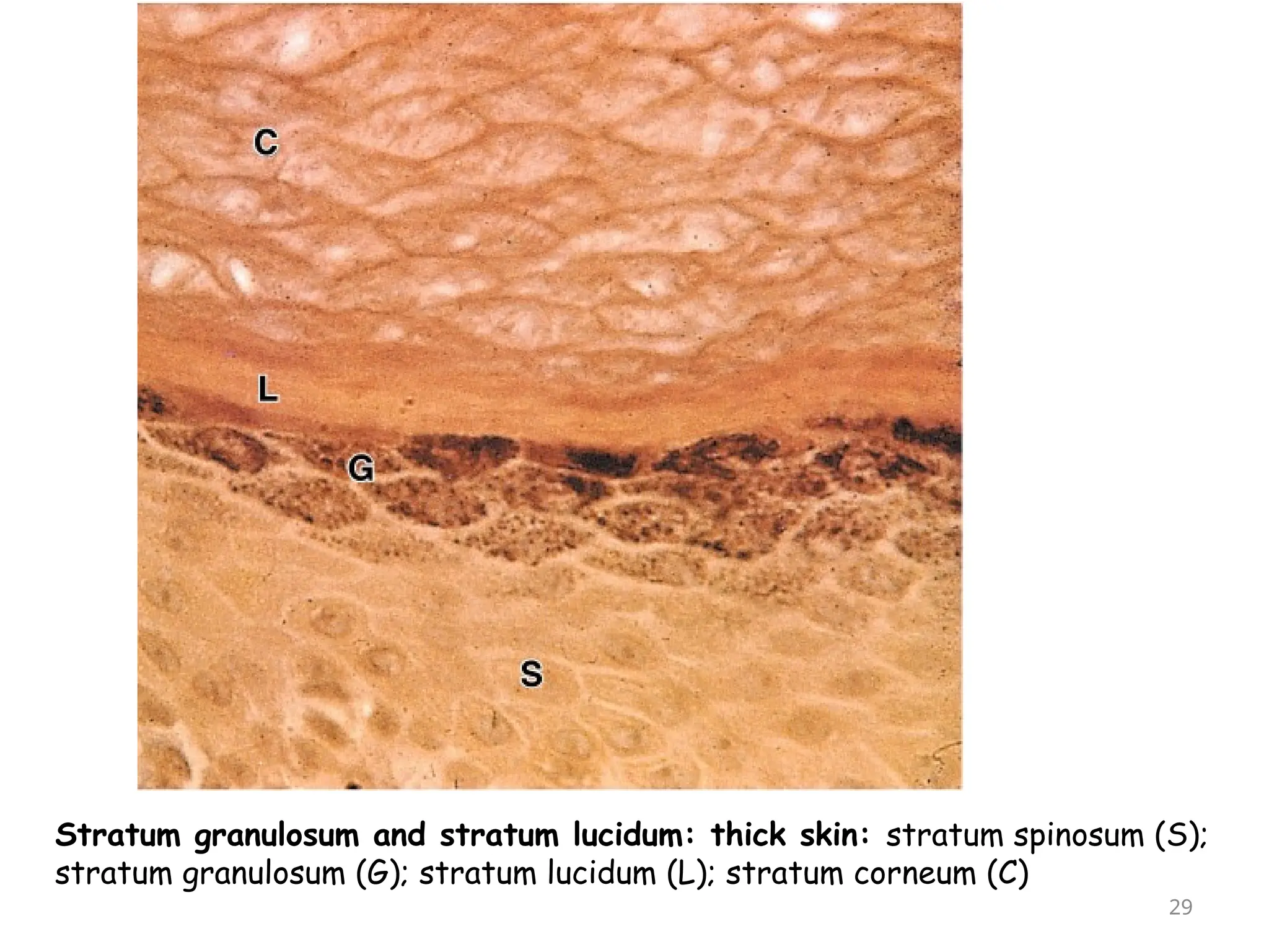 Stratum granulosum and stratum lucidum: thick skin: stratum spinosum (S);
stratum granulosum (G); stratum lucidum (L); stratum corneum (C)
29
 